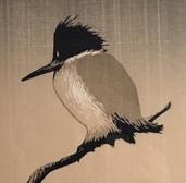 Kingfisher